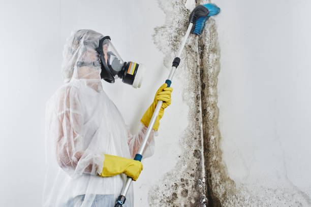 Best Crawl Space Mold Removal  in Ann Arbor, MI