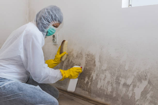 Best Mold Damage Repair  in Ann Arbor, MI