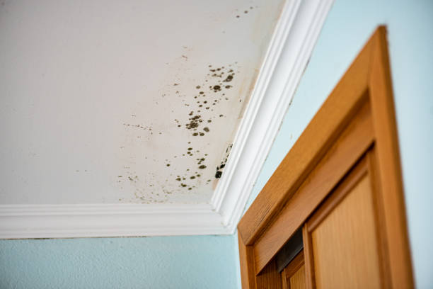 Best Mold Removal Company Near Me  in Ann Arbor, MI
