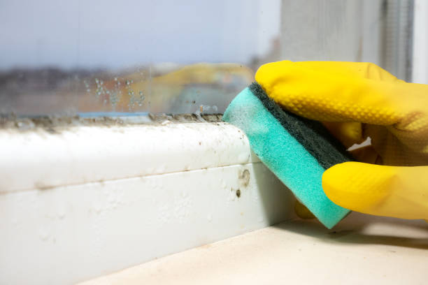 Best Certified Mold Removal  in Ann Arbor, MI