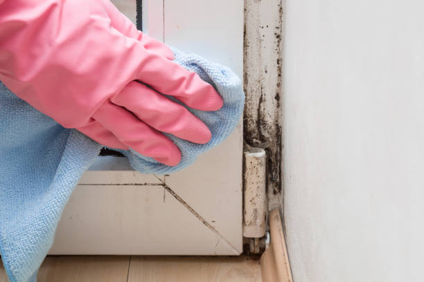 Best Affordable Mold Removal  in Ann Arbor, MI
