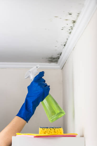 Certified Mold Removal in Ann Arbor, MI