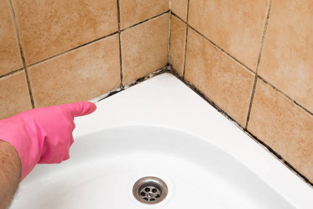 Best Attic Mold Removal  in Ann Arbor, MI