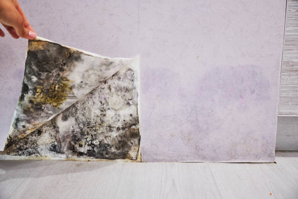 Best Black Mold Removal  in Ann Arbor, MI